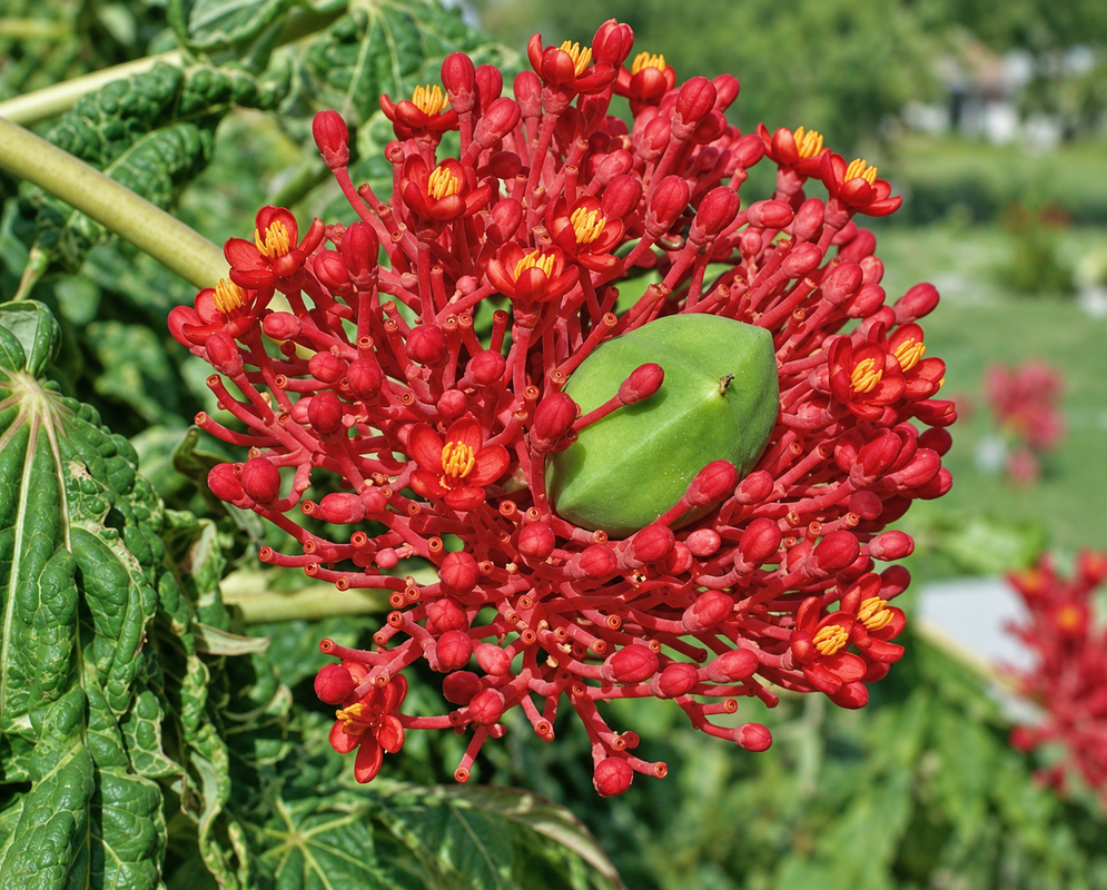 jatropha multifida gallery photo A jatropha multifida scene with distinct flowers and foliage