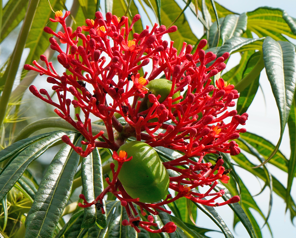 Jatropha multifida With Flowers and Seed Pods Bright red tubular flowers with yellow-orange stamens growing on a coral-like cluster, accompanied by large green seed pods and deeply lobed tropical leaves