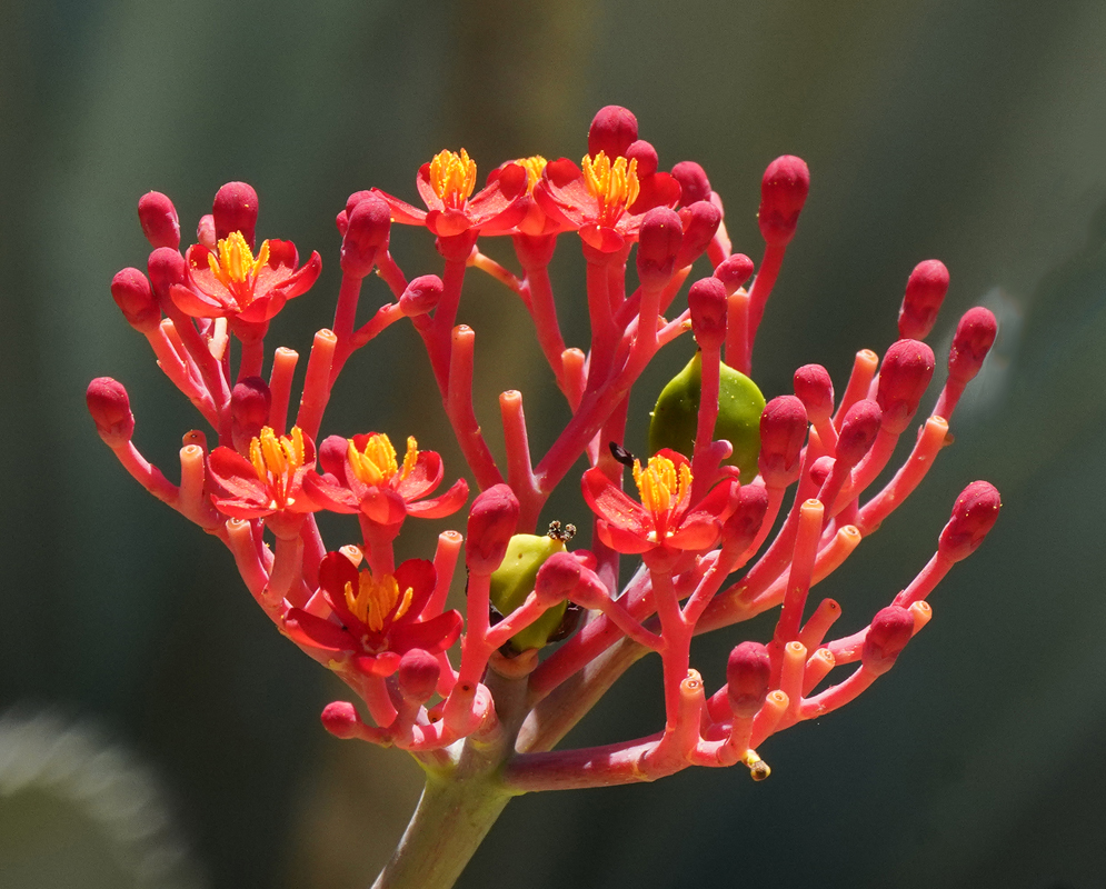Red jatropha multifida inflorescence with reds flowers and yellow stamens and one green fruit
