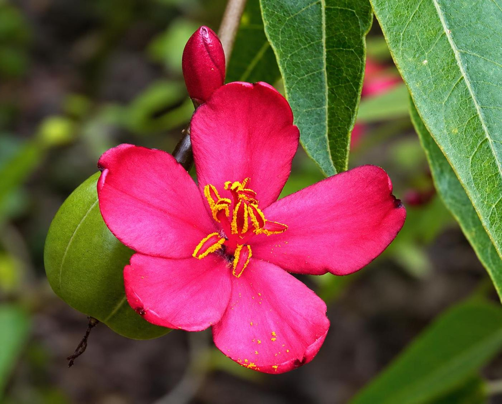 A crimson Jatropha pauciflora subsp. haitensis flower opens beside a red bud and narrow green leaves