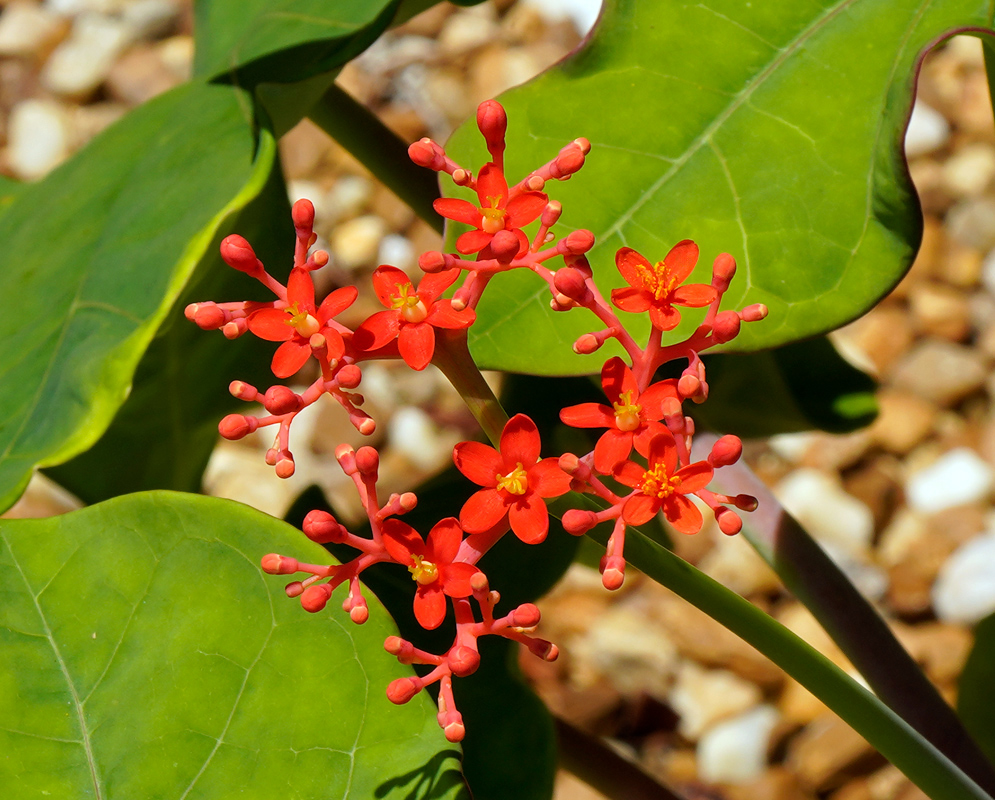 Jatropha podagrica Flowers Orange Jatropha podagrica inflorescence displaying orange blossoms with yellow centers emerging from red stems, set against green foliage and pebbled soil