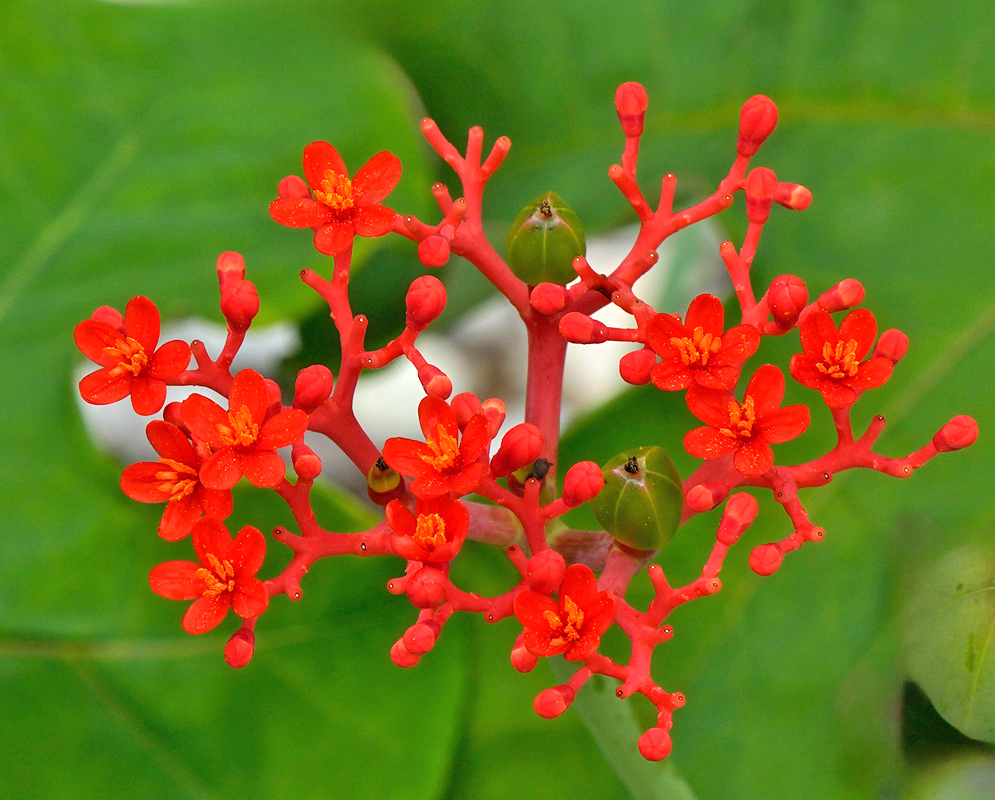 Jatropha podagrica Flowers Orange A tight cluster of bright orange-red Jatropha podagrica flowers with yellow stamens, blooming from thick red stems against a blurred green background