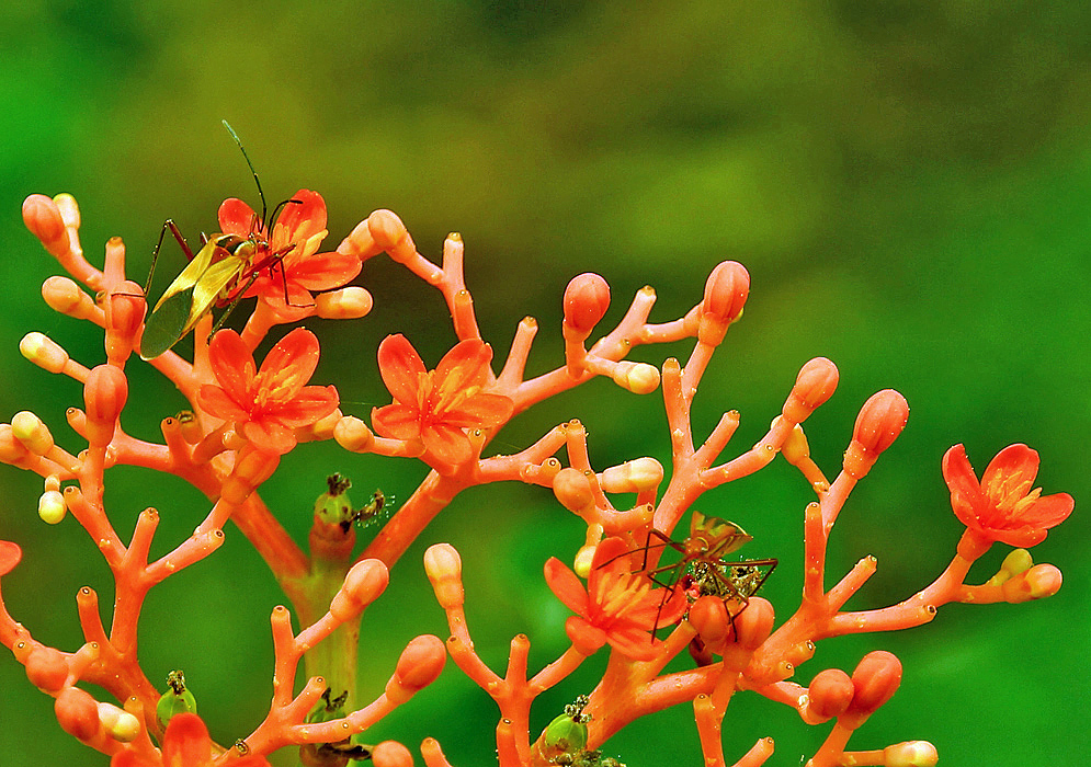 Orange Jatropha podagrica flowers with insects eating the flower nectar