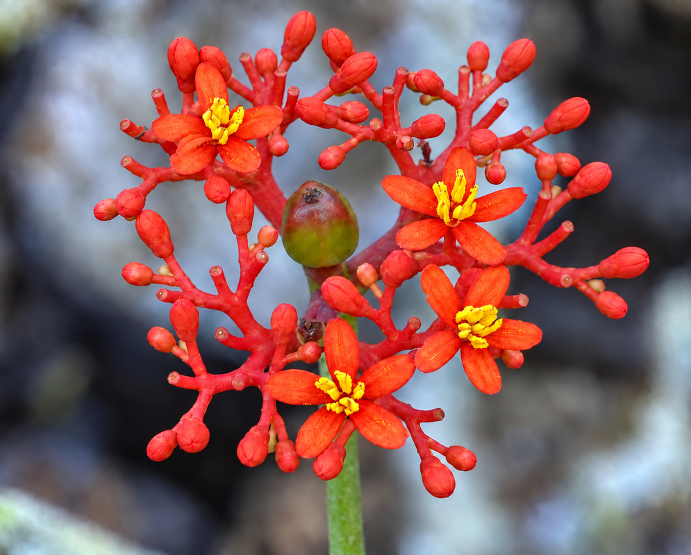 jatropha podagrica gallery photo A jatropha podagrica scene with distinct flowers and foliage