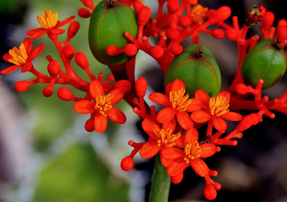 Orange Jatropha podagrica flowers and yellow stamens and green fruits