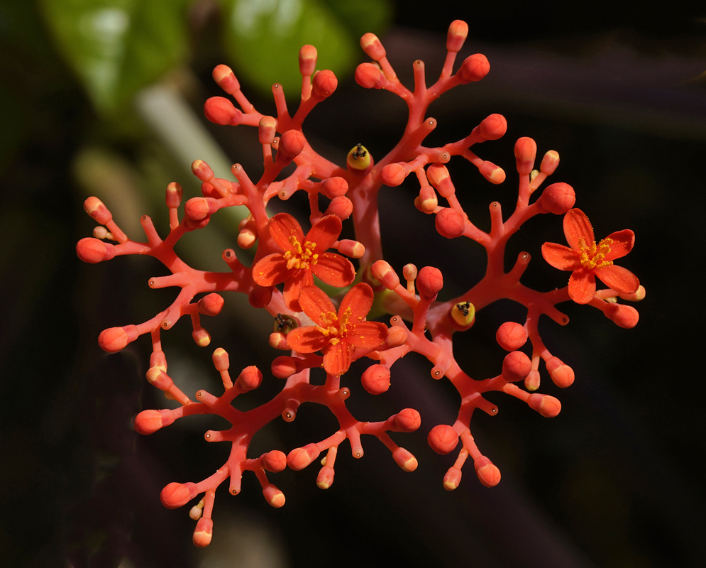 An orange Jatropha podagrica inflorescence with orange flowers and yellow stamens and one green and red fruit