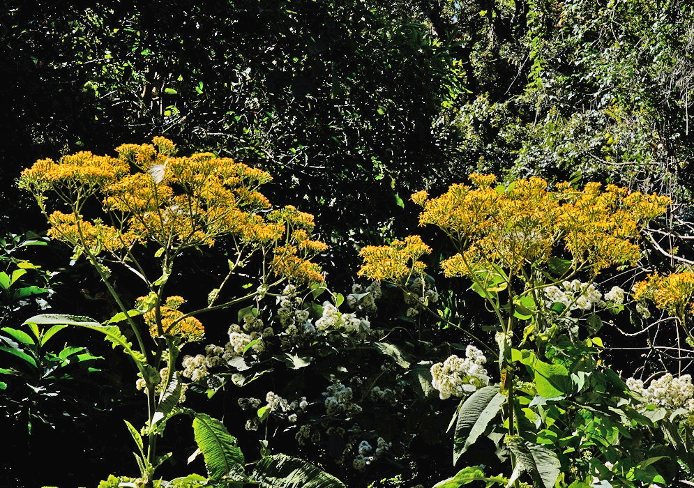 Jessea cooperi has broad branching clusters of small yellow flower heads above large green leaves beside a wooded path