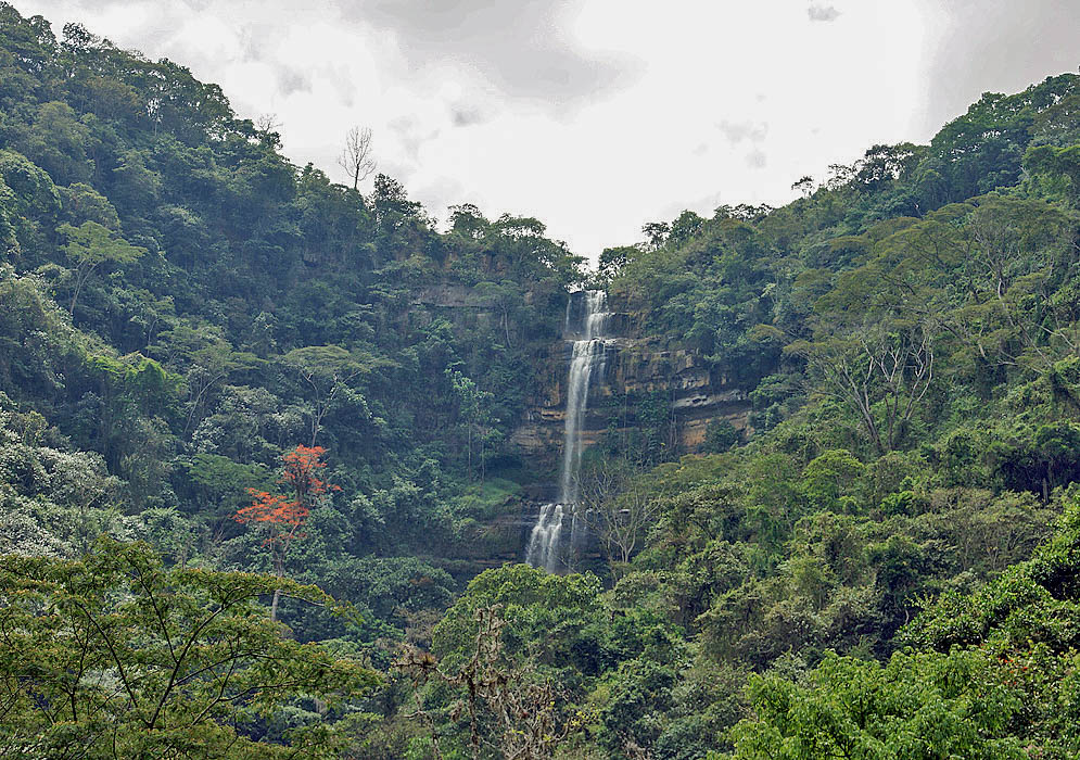 Cascadas de Juan Curi among the jungle