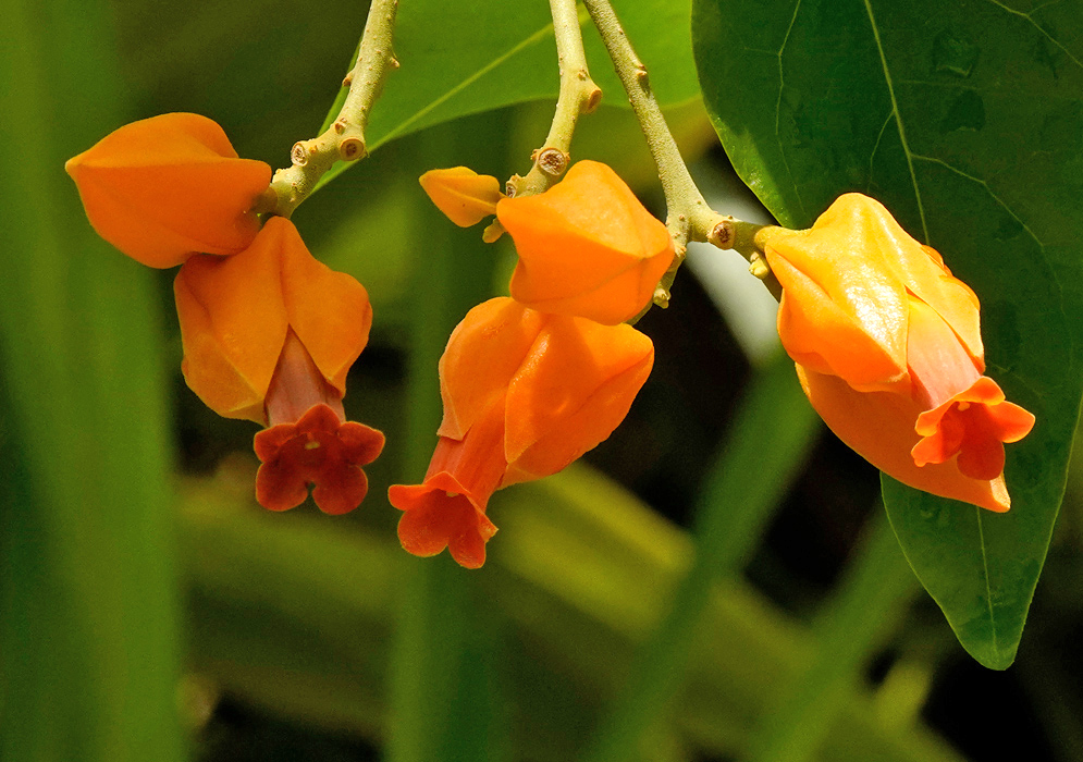 Cluster of bright orange Juanulloa mexicana flowers with flared red interiors hanging beneath glossy green leaves
