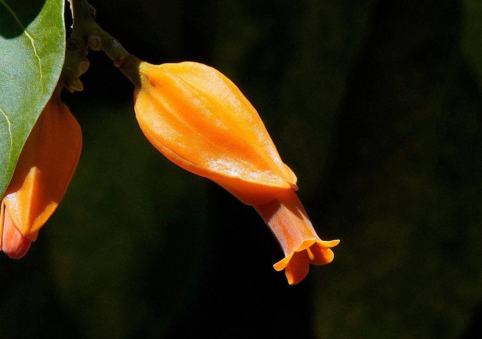 Single tubular orange flower of Juanulloa mexicana emerging from behind a leaf, catching direct sunlight against a dark background