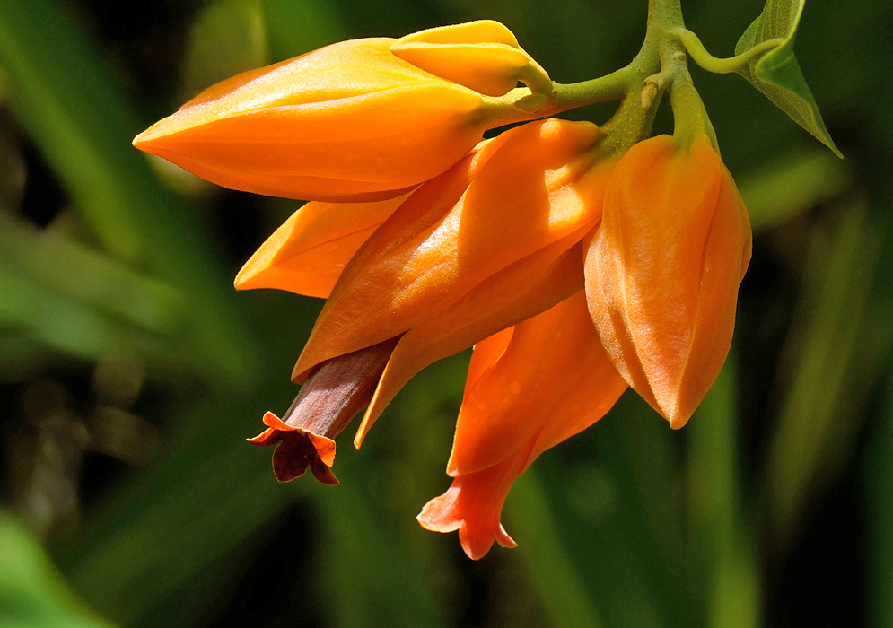 A group of elongated orange Juanulloa mexicana flowers with protruding red centers growing in a sunlit tropical setting