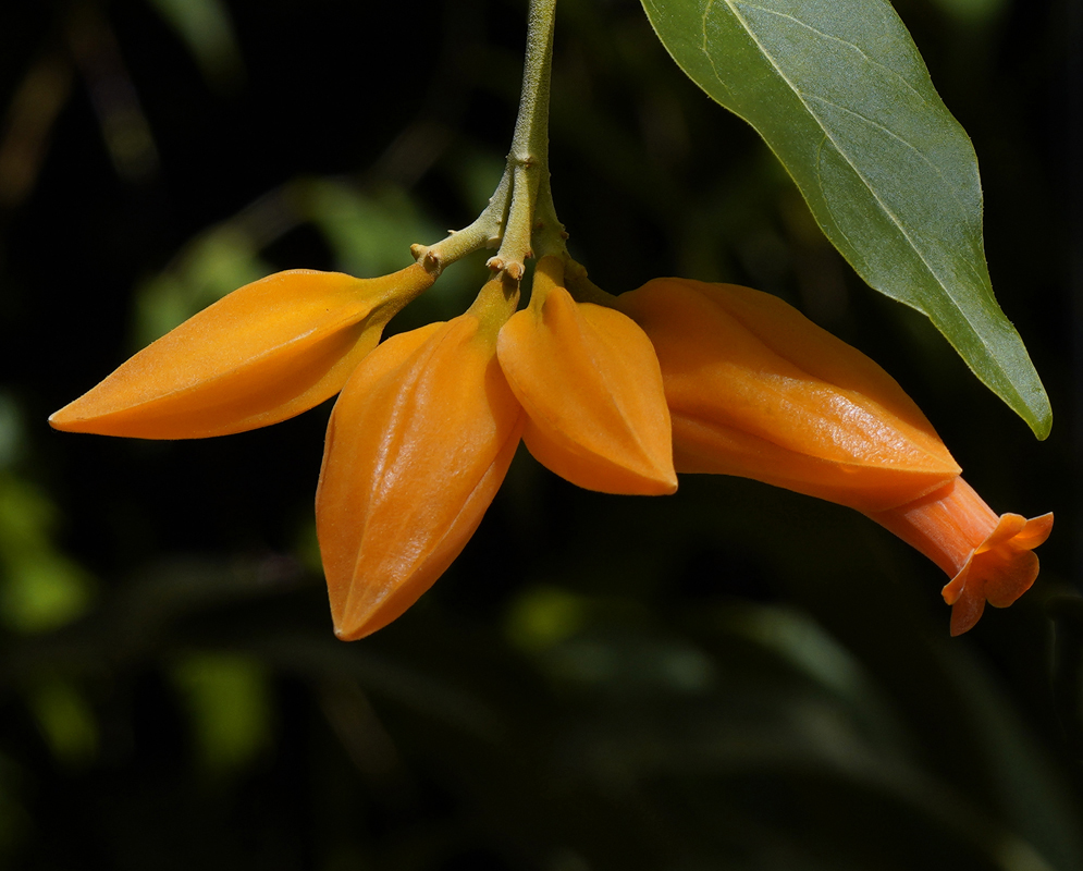 Bright orange Juanulloa mexicana  flower and calyx