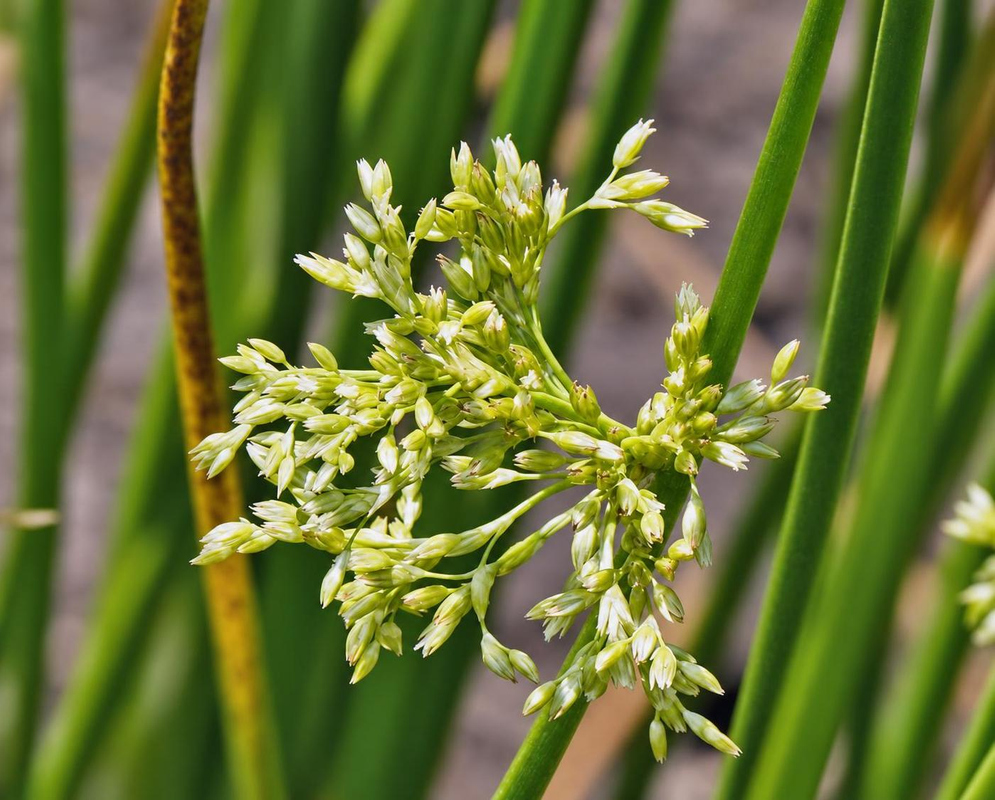 Juncus effusus has a branched cluster of small pale green flowers beside smooth upright cylindrical green stems