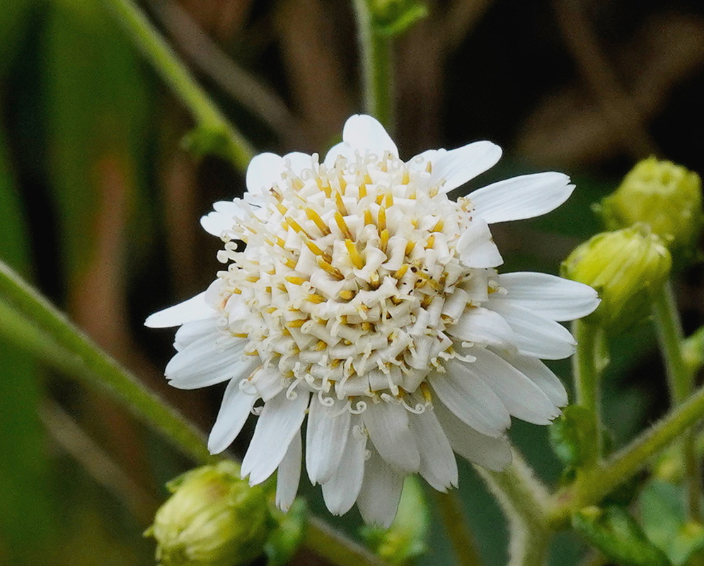 Jungia gunnerifolia has a solitary white flower head with many narrow curling florets and broad outer lobes beside green buds