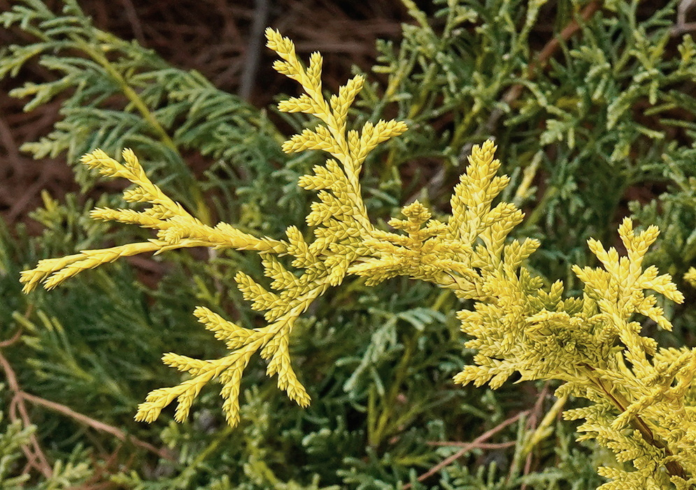 Juniperus chinensis Gold Lace has fine golden yellow sprays of foliage extending over darker green branches