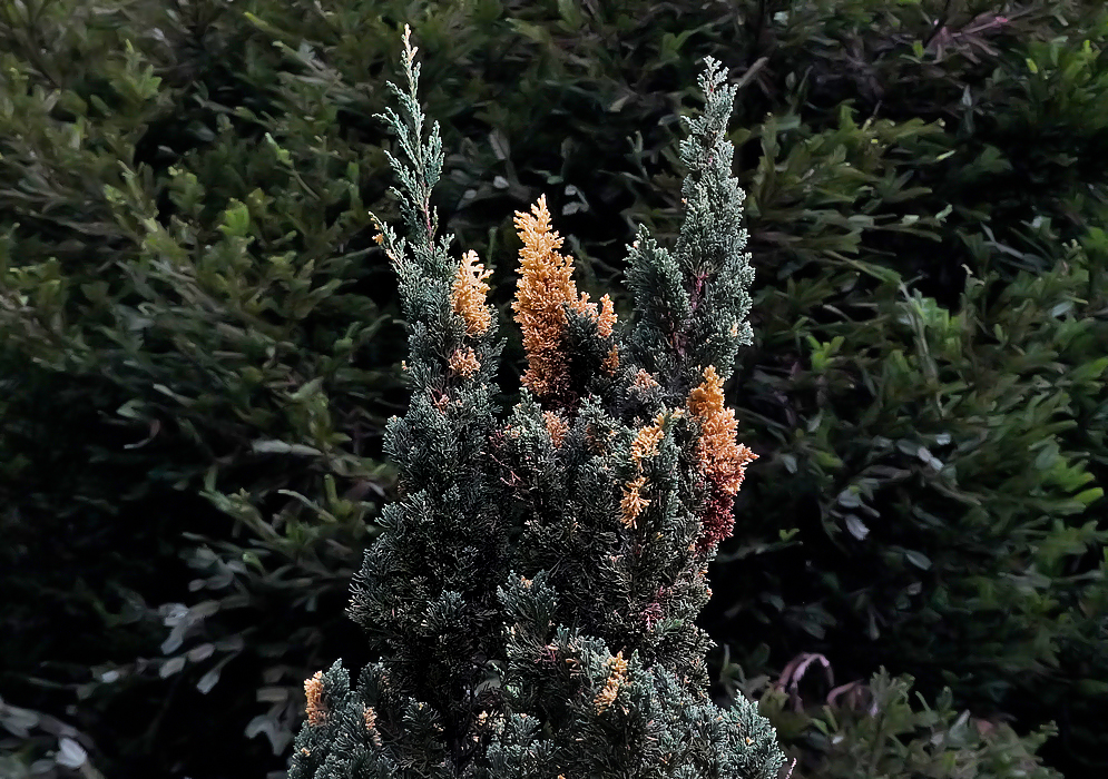 The top of a Juniperus procumbens shrub with green and yellow leaves
