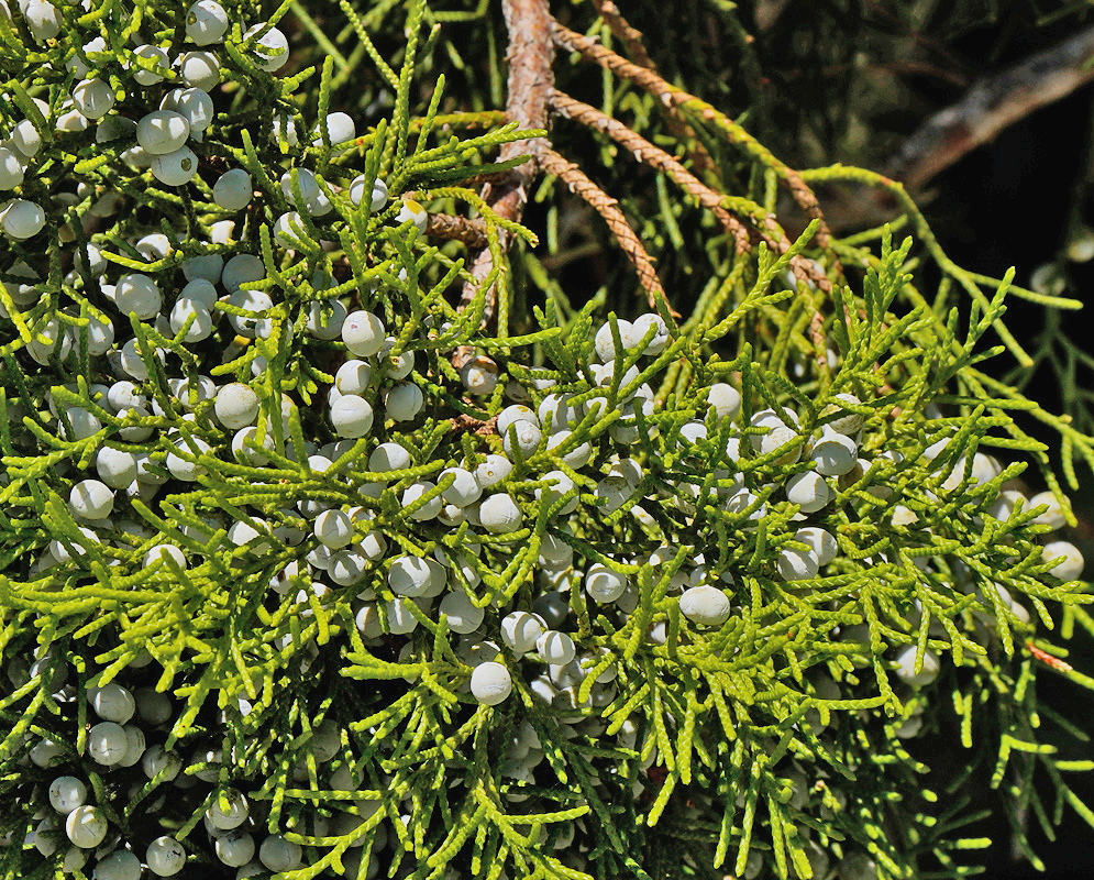 Juniperus silicicola has numerous small round green-gray seed cones among fine drooping sprays of evergreen foliage