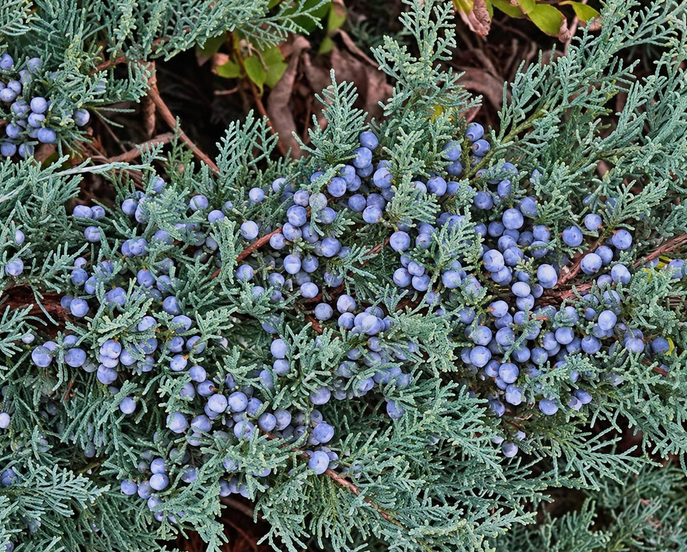 Juniperus virginiana has numerous small powdery blue seed cones among dense blue-green scale-like foliage