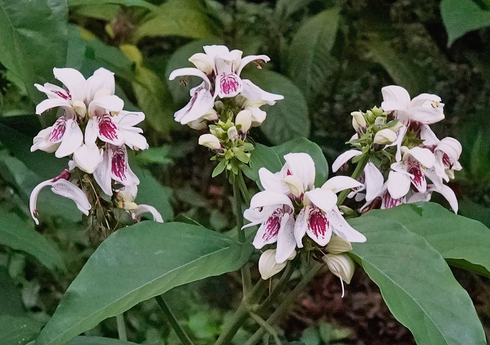 Justicia adhatodoides has pale pink-white two-lipped flowers with dark purple throat markings above broad green leaves