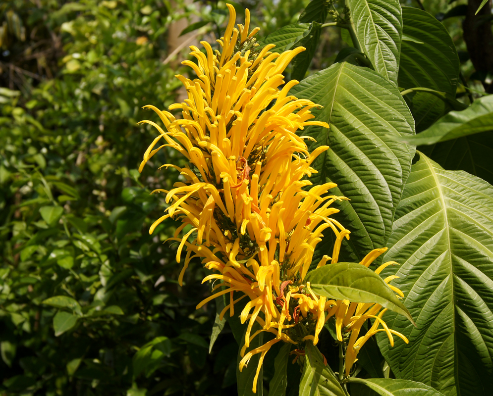 A tall justicia aurea plume with yellow flowers