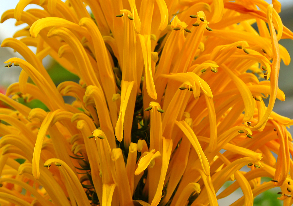 Justicia aurea yellow flowers with brown anthers