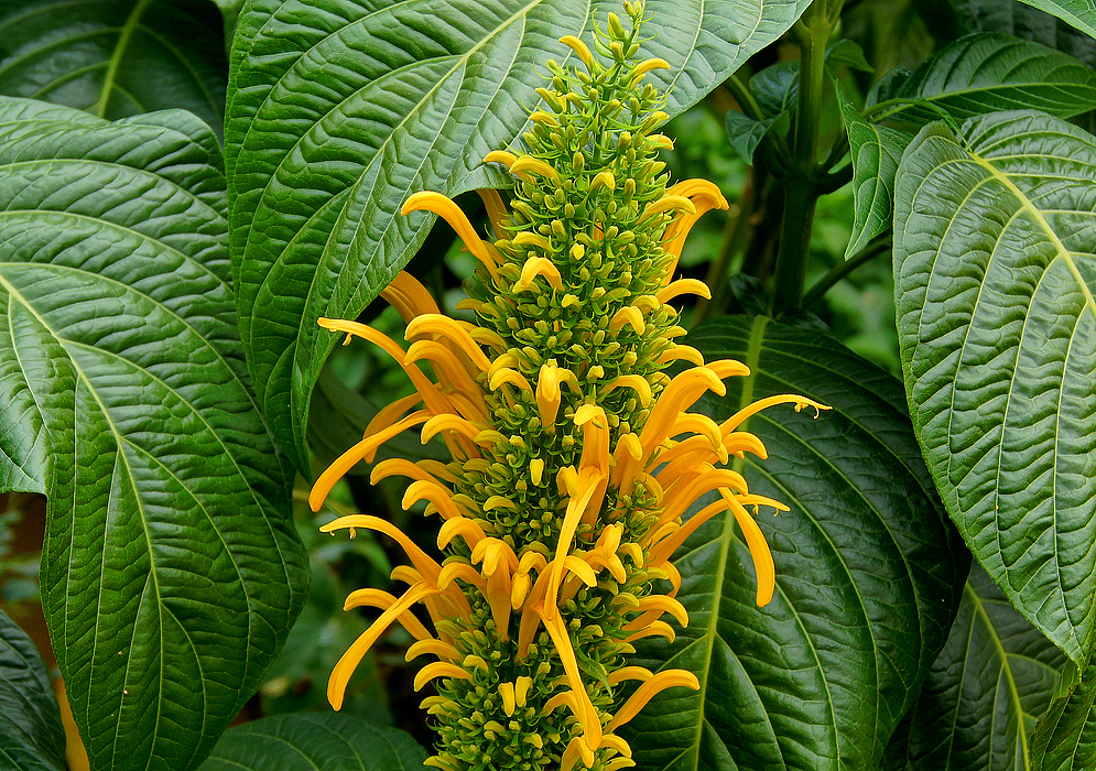 A green Justicia aurea plume with yellow flowers and buds