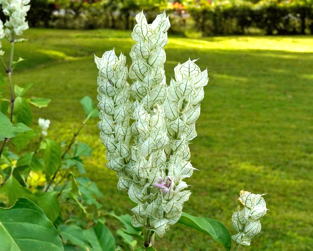 A dense upright flower spike of Justicia betonica with pale white bracts marked by prominent green veins, surrounding a small lavender-pink blossom, growing in a sunny garden