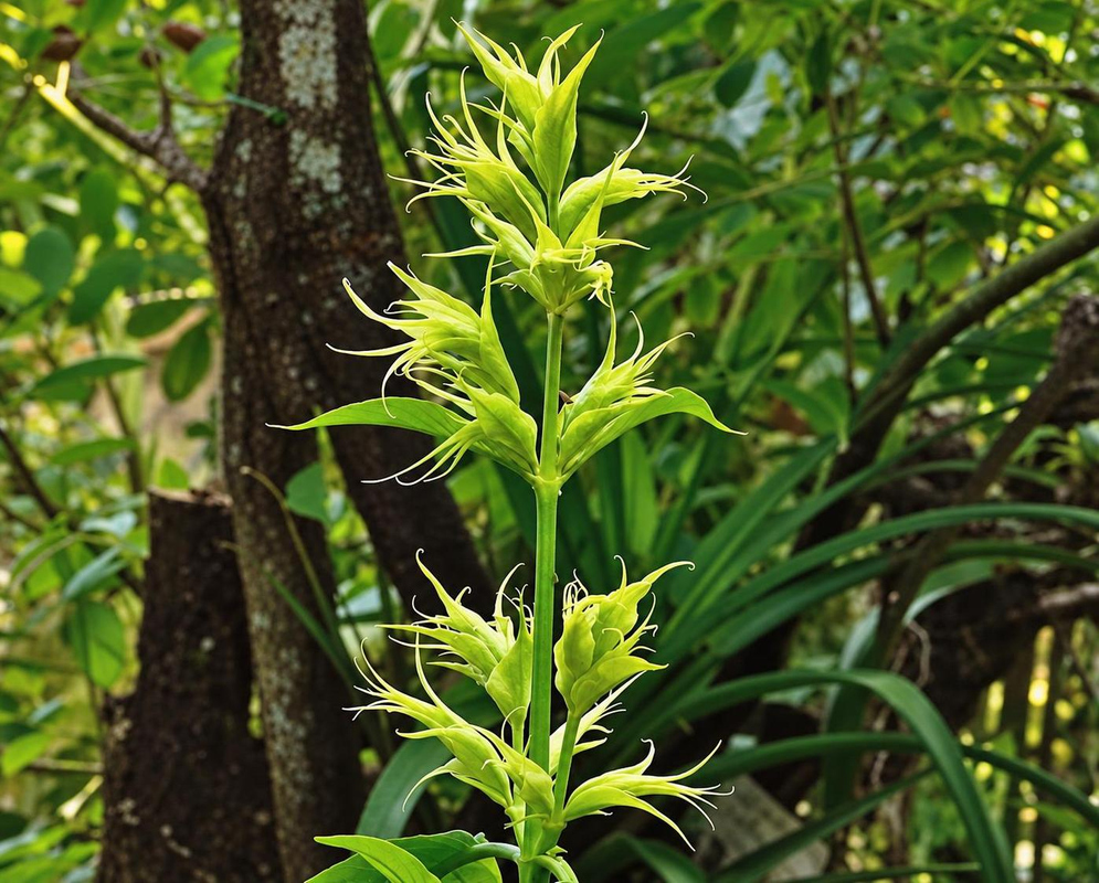Justicia bracteosa has an upright flowering stalk with long narrow leafy green bracts and small pale yellow flowers