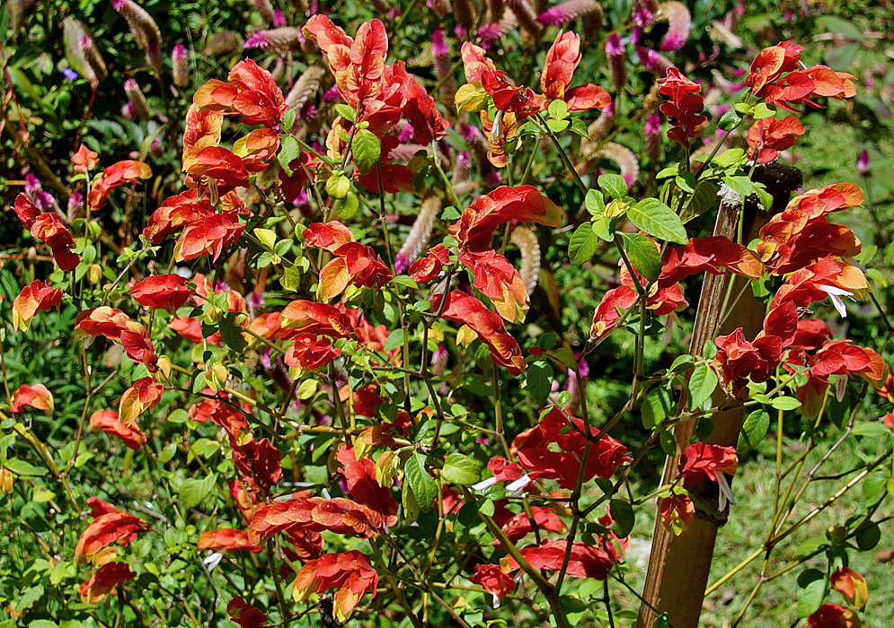 A Justicia brandegeeana shrub with red and oragne bracts in sunlight