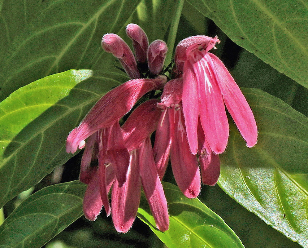 Justicia brasiliana has a hanging cluster of elongated pink flowers and rounded pink buds among broad green leaves