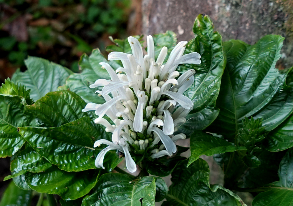 Justicia carnea alba Inflorescence with white flowers and brown anthers