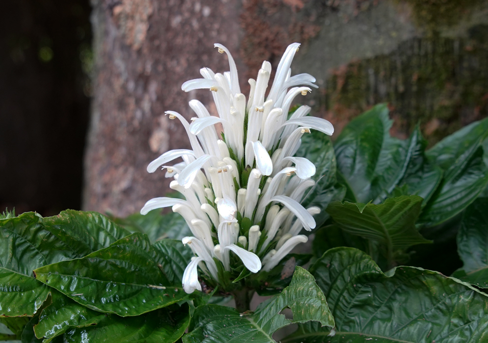 Justicia carnea alba Inflorescence with white flowers