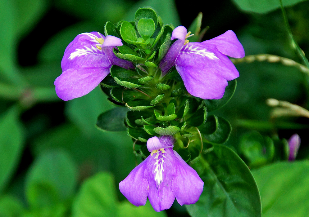 A green Justicia carthaginensis spike with purple flowers