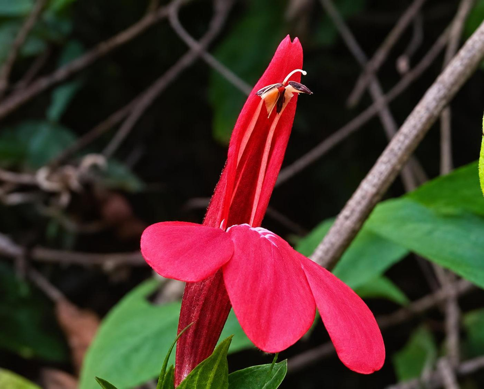 Justicia chaetocephala has a vivid red tubular flower with three broad spreading lower lobes and protruding stamens