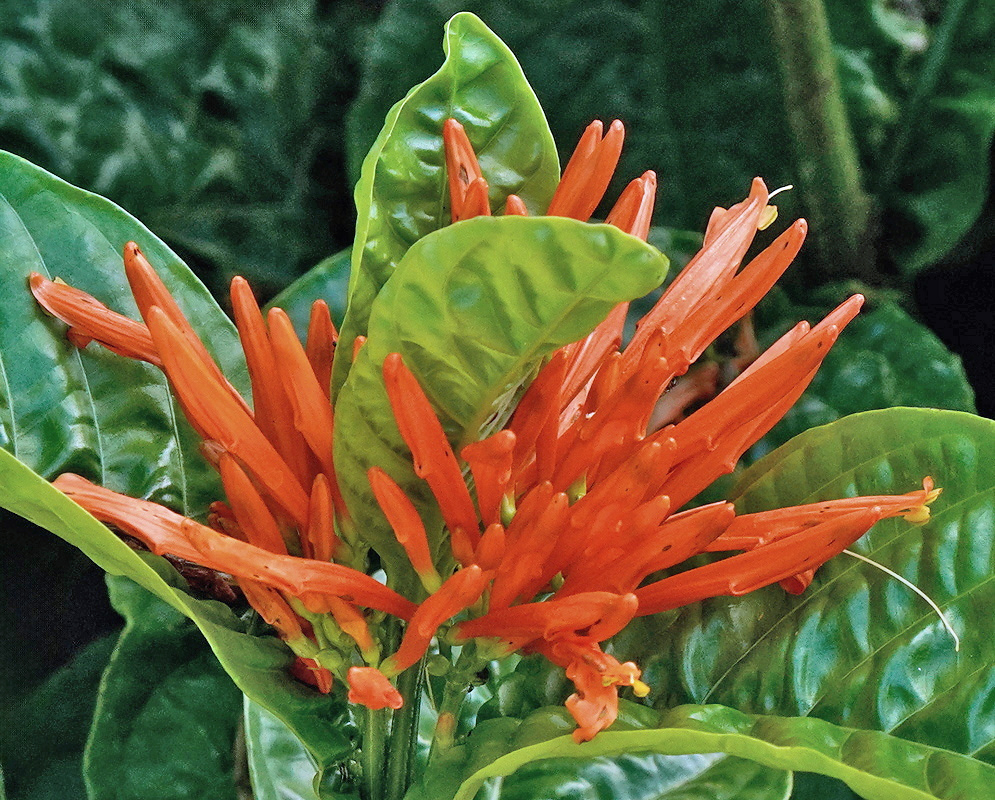 A dense cluster of long orange Justicia corumbensis flowers rises beside glossy leaves