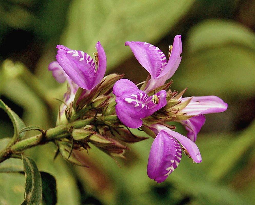 Justicia filibracteolata bears purple flowers with white markings among pointed hairy bracts