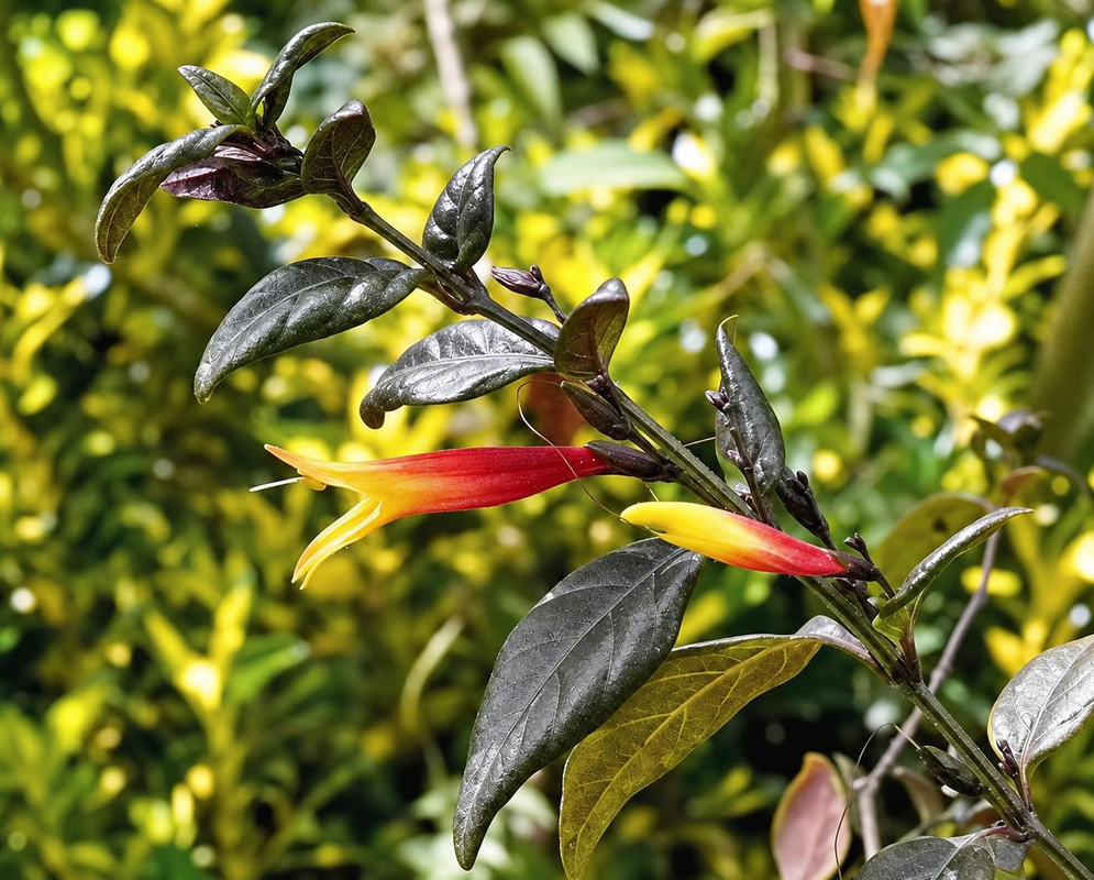 Justicia floribunda has slender nodding flowers with red bases and yellow tips beside glossy dark leaves