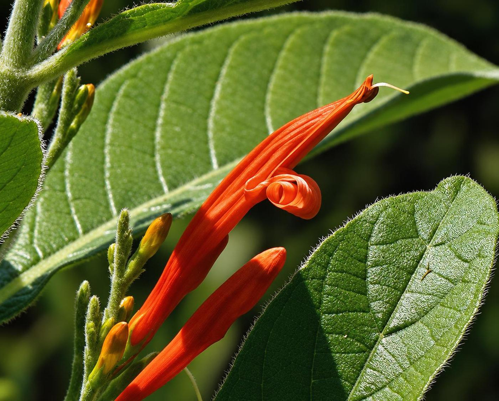 Justicia leonardii has orange-red tubular flowers with curled lower lips beside large softly hairy green leaves