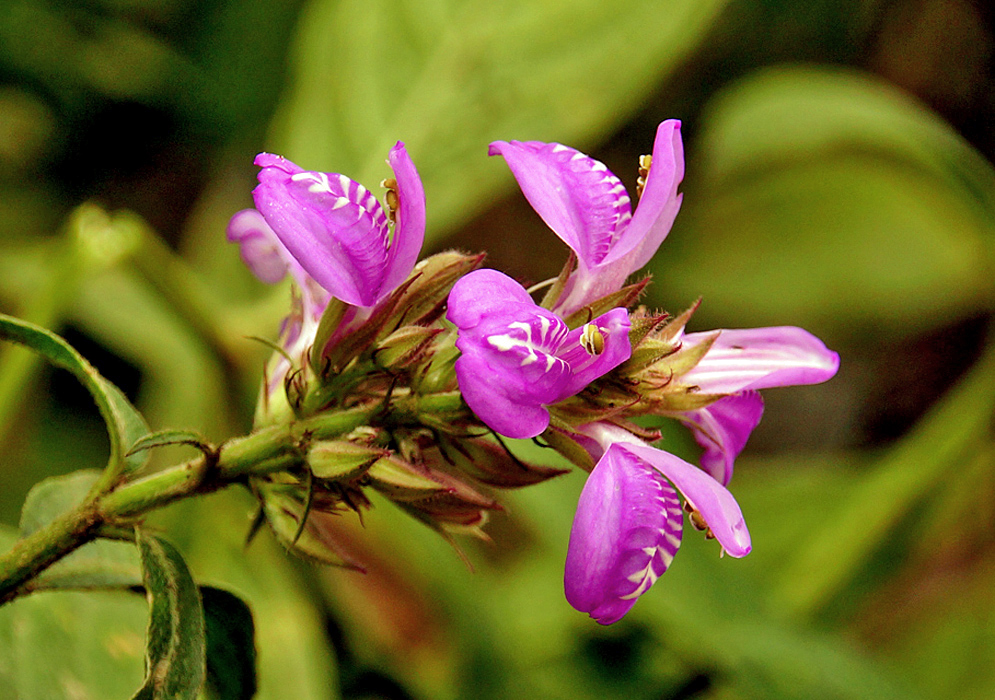 Purple-pink Justicia flowers with white marking on the center