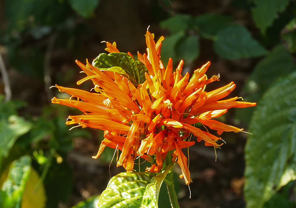 A cluster of orange Justicia spicigera flowers
