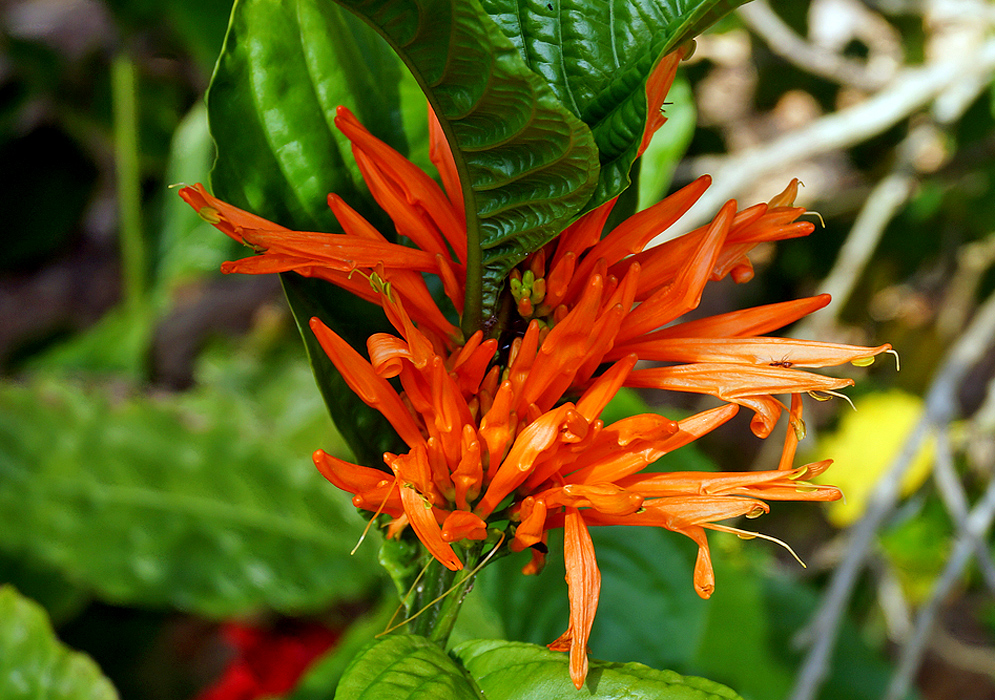 Orange Justicia spicigera flowers