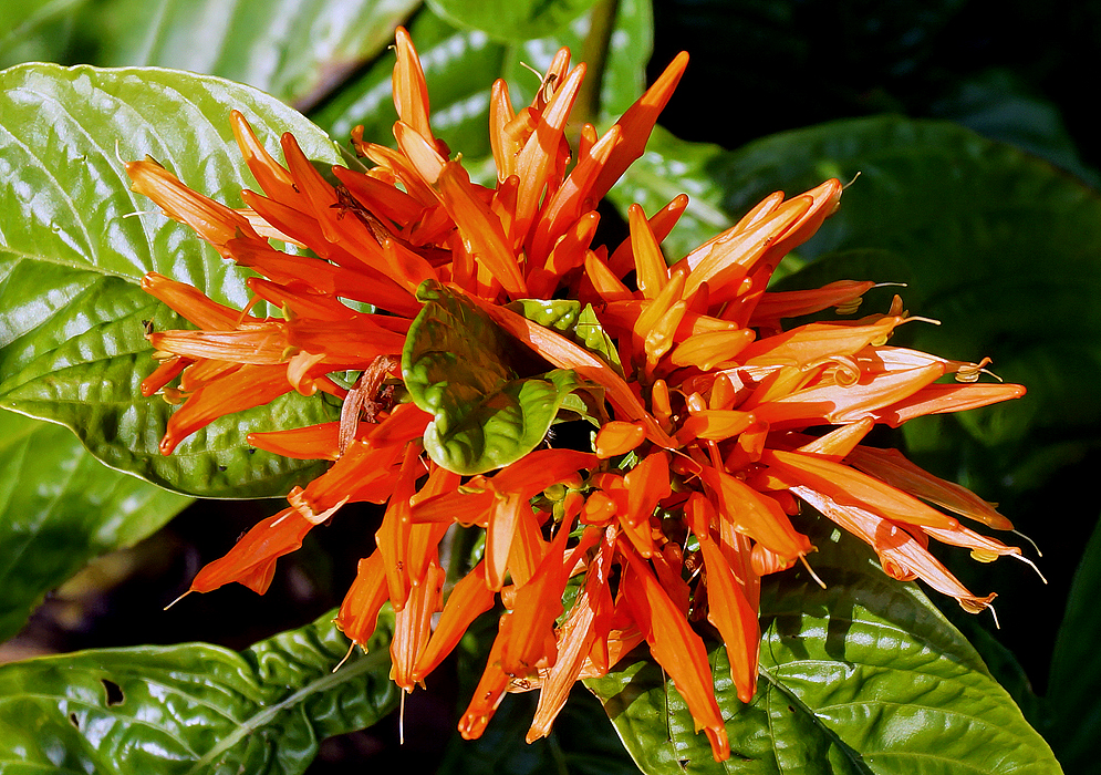 Bright Orange Justicia spicigera flowers in sunlight