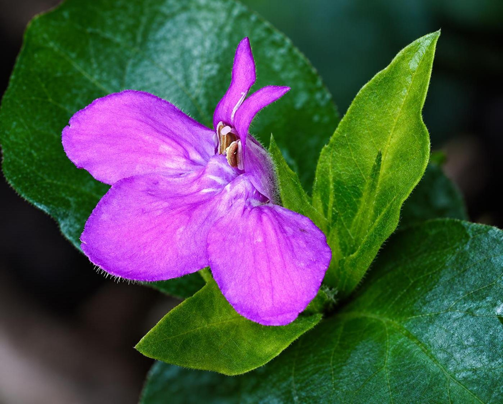 Justicia thunbergioides has a purple two-lipped flower with pale markings on its broad lower lip beside glossy green leaves
