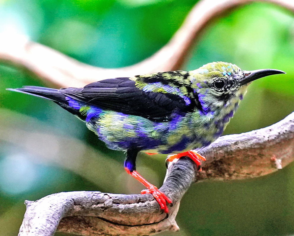 Juvenile Cyanerpes cyaneus perched on a twisted branch, showing its mix of iridescent green, purple, and black feathers with bright red legs and a slightly curved bill.