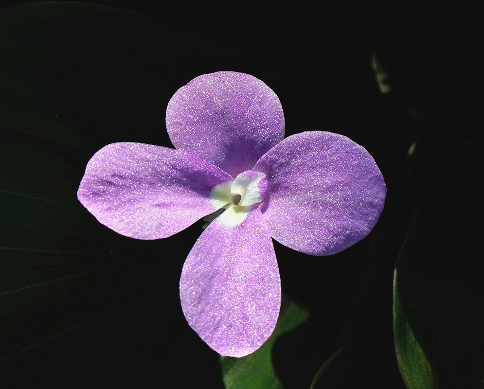 Kaempferia pulchra has a pale purple cross-shaped flower with four broad rounded lobes and a small white center