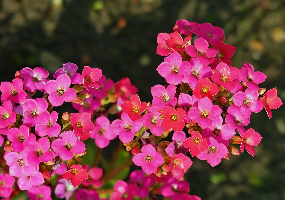 Clusters of magenta Kalanchoe blossfeldiana flowers in sunlight
