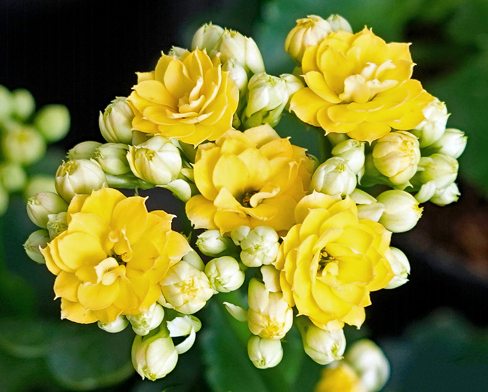 Yellow Kalanchoe blossfeldiana double flowers with white buds