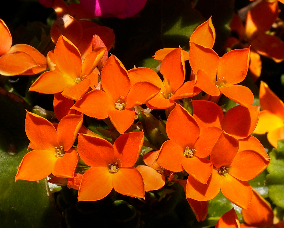 Double orange Kalanchoe blossfeldiana flowers