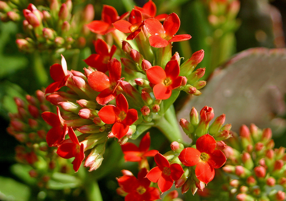 Scarlet Kalanchoe blossfeldiana flowers with yellow throats and stamens