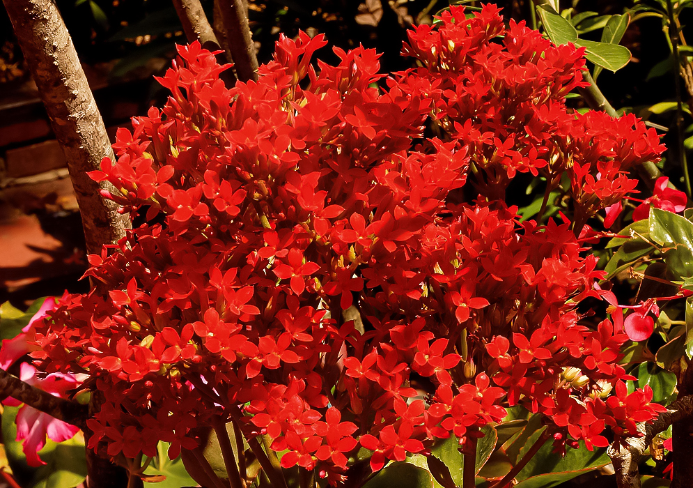 Bright sunlit red Kalanchoe blossfeldiana flowers